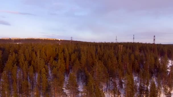 Téli tűlevelű erdő szélén — Stock videók