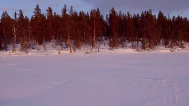 Along the edge of the winter forest — Stock Video