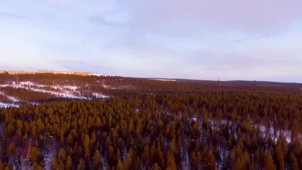 La disminución sobre el bosque de pinos — Vídeo de stock