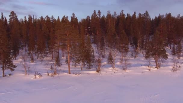 De opkomst boven het winter forest — Stockvideo