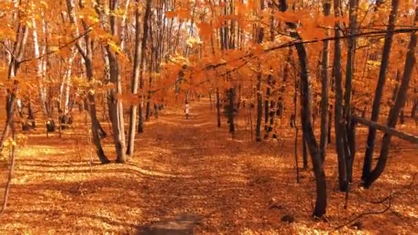 Περπατήστε μέσα από το δάσος το φθινόπωρο — Αρχείο Βίντεο