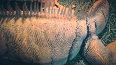 Iguana, duvarın içinde pusuda bekliyor.