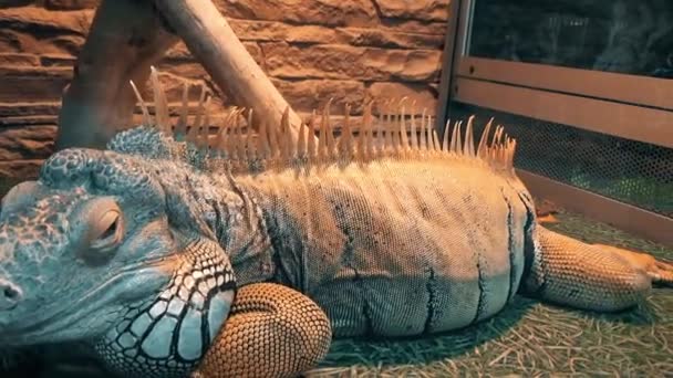 Iguana lies in the enclosure — Stock Video