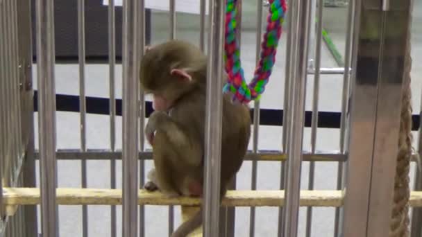 Macaco sentado em uma gaiola — Vídeo de Stock