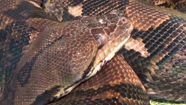 La serpiente yace en el terrario — Vídeos de Stock