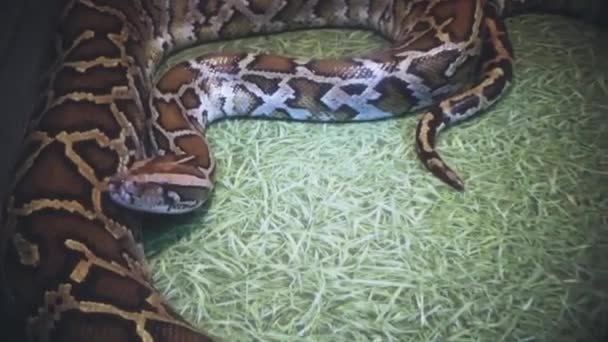 La serpiente se arrastra lentamente en el terrario — Vídeos de Stock