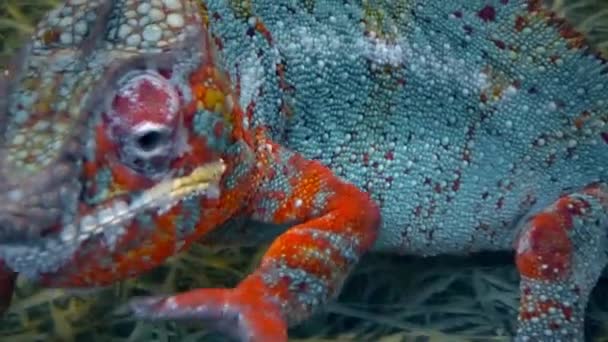 Multicolored head of a chameleon — Stock Video