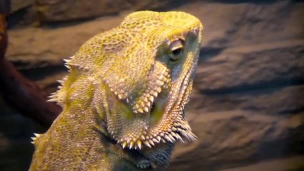 Bearded Agama sitting on the boredom — Stock Video