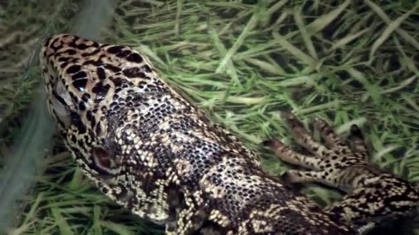 Lucertola Tegu siede nel recinto — Video Stock