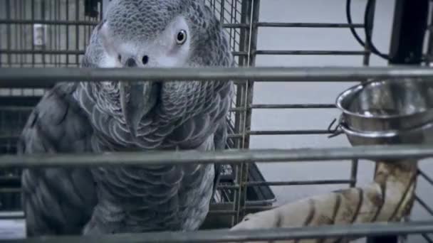 Grey parrot in a grey cage — 비디오