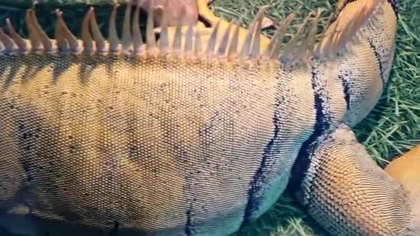 The monitor lizard is in the enclosure — Stock Video