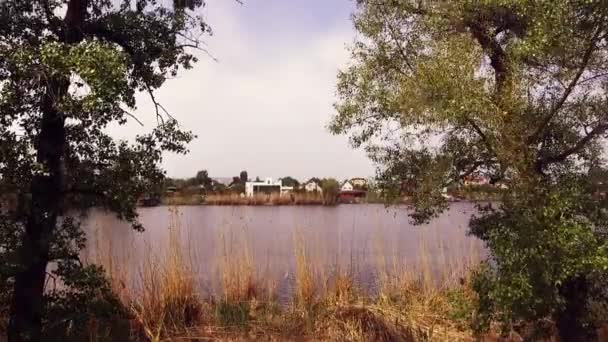 Árboles verdes cerca del río — Vídeos de Stock