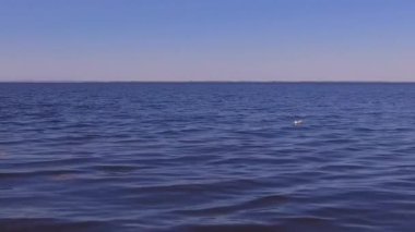 Dalgalarda sallanan bir martı