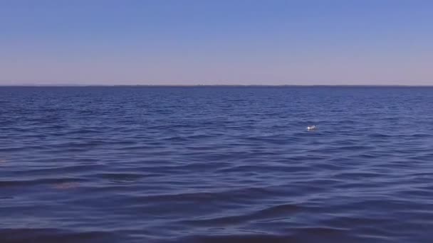 Een meeuw zwemt op de golven — Stockvideo