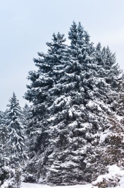 karla kaplı çam ormanı içinde