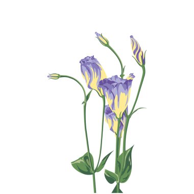 Web sitesi için çizimler kümesi - vektör simgeleri çiçekler. Element 1 eustoma çiçek yaprak tomurcuk yaprakları yaprakları çiçek kök hediye bahçe buketi bitki webit.Top çiçek
