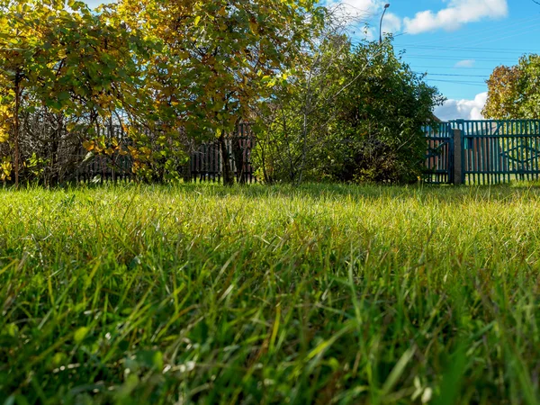 Gräs på en gräsmatta som närbild på sommaren — Stockfoto