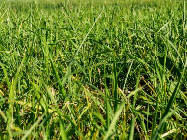 Bir çim çim yakın çekim yaz aylarında