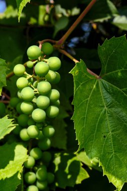 Yeşil koruk küme bir üzüm Bush