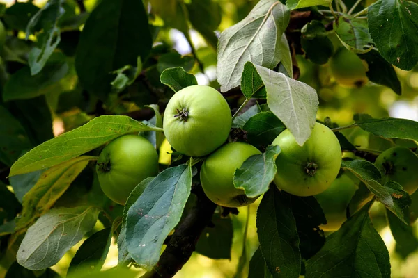 Yaz aylarında elma dal yakın çekim 