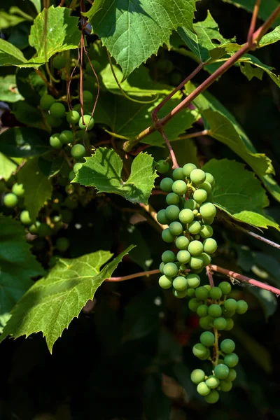 Trauben grüner, unreifer Trauben an einem Traubenstrauch am Anfang — Stockfoto