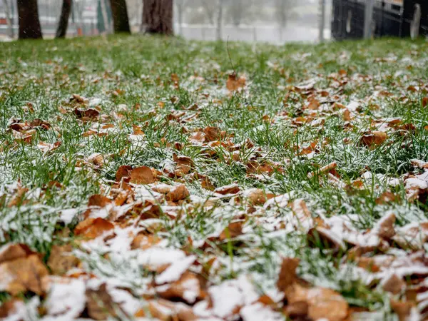 De eerste sneeuw gedaald-out betreft een groen gras en gele gevallen bladeren — Stockfoto