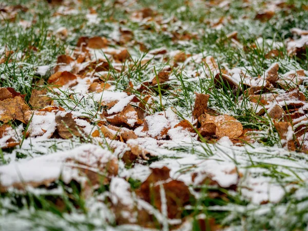 De eerste sneeuw gedaald-out betreft een groen gras en gele gevallen bladeren — Stockfoto