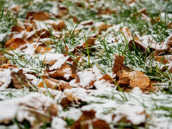 De eerste sneeuw gedaald-out betreft een groen gras en gele gevallen bladeren — Stockfoto