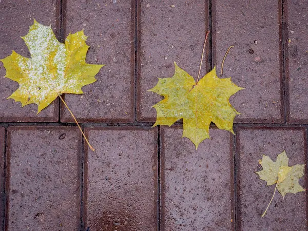 De gedaald-down-gele bladeren op een natte weg in het park close-up. — Stockfoto