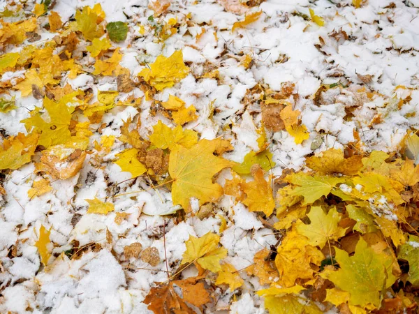 Betreft de gele gedaald-down met de eerste sneeuw in het park Herfstbladeren — Stockfoto