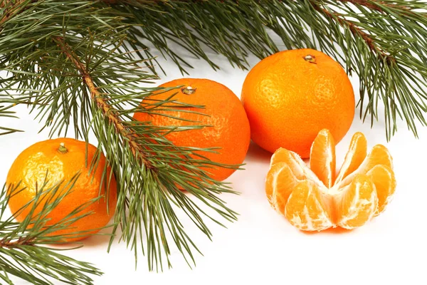 Tangerine et branches de pin vert ferment — Photo