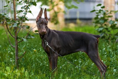 Parkta yürüyüş üzerinde Dobermann Terrier köpek yavrusu