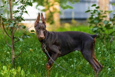 Parkta yürüyüş üzerinde Dobermann Terrier köpek yavrusu