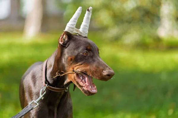 Filhote de cachorro de um terrier de Dobermann em passeio no parque — Fotografia de Stock