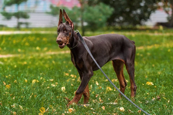 Parkta yürüyüş üzerinde Dobermann Terrier köpek yavrusu