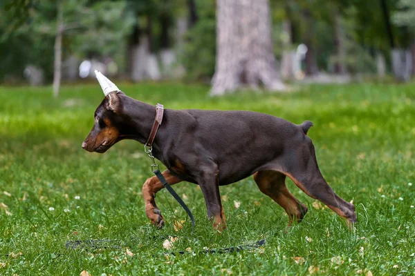 Parkta yürüyüş üzerinde Dobermann Terrier köpek yavrusu