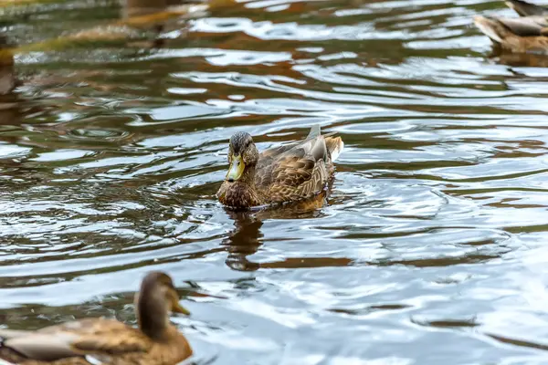Kachny plavat v jezeře v létě — Stock fotografie