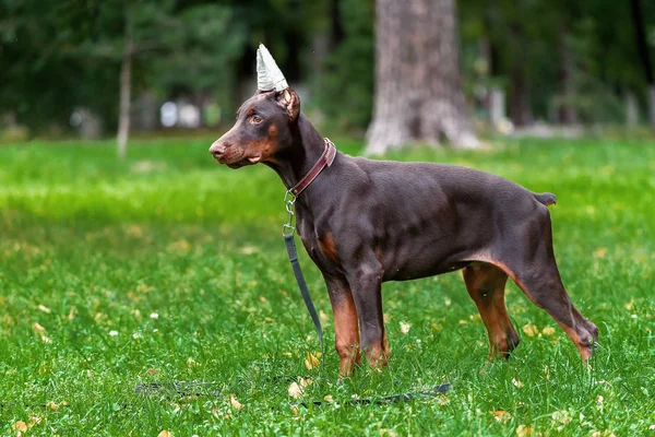 Puppy of a Dobermann terrier on walk in the park Royalty Free Stock Images