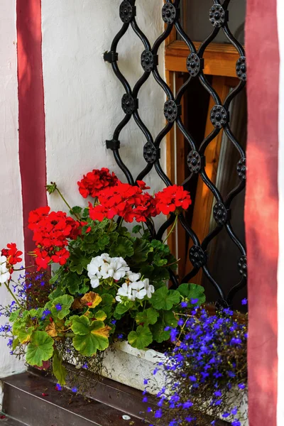 Maceta de flores de pie en la ventana — Foto de Stock