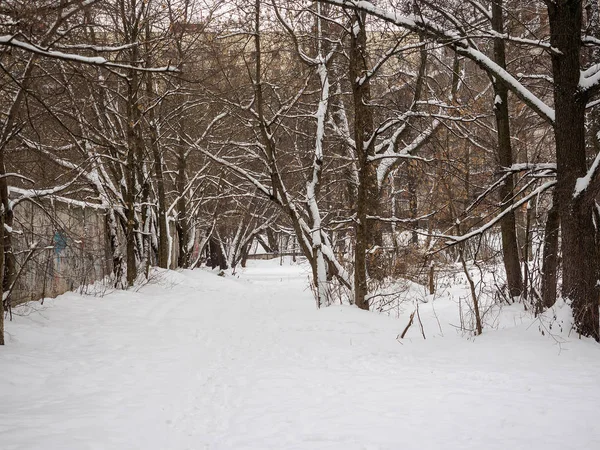 Pista entre los árboles en invierno —  Fotos de Stock