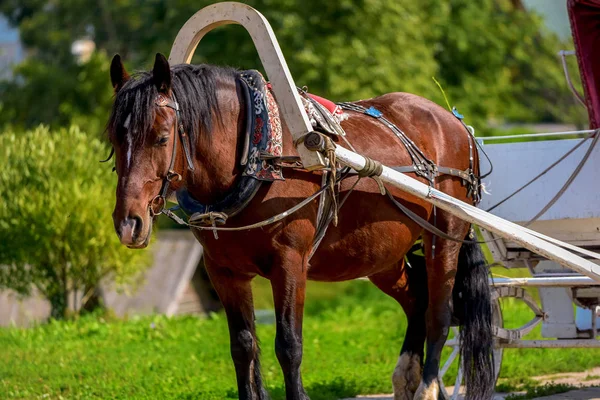 Häst i sele med en kundvagn sommar — Stockfoto