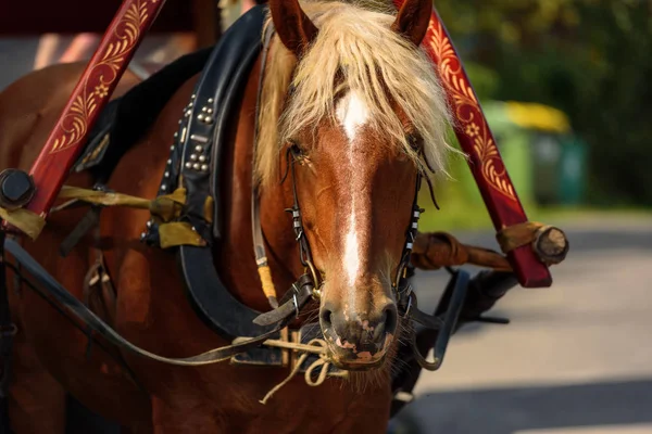 Brun häst i en sele närbild — Stockfoto