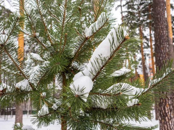 Pine tak bedekt met sneeuw na een sneeuwval — Stockfoto