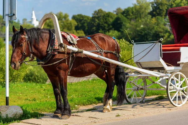 Cal în ham cu un cărucior de vară zi însorită — Fotografie, imagine de stoc