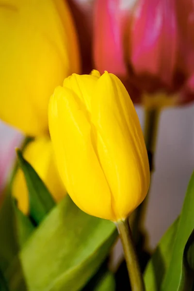 Tulipán. Kytice z tulipánů — Stock fotografie