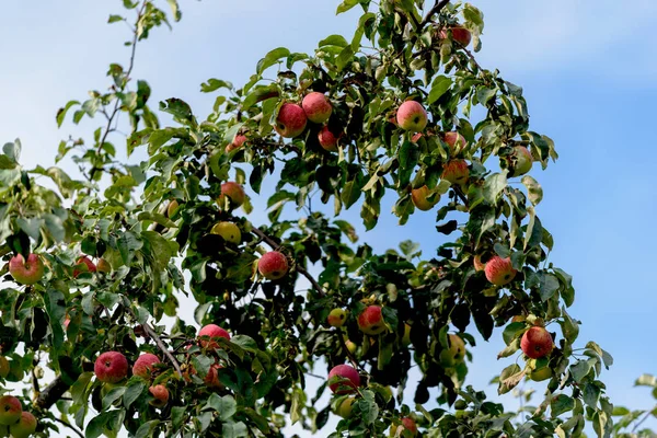 Maçãs vermelhas na árvore de maçã — Fotografia de Stock