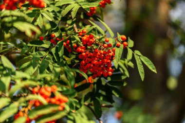 Rowan ağacı, parlak rowan meyveler yakın çekim