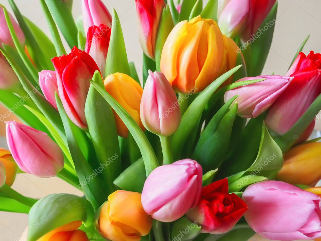 Tulipán. Hermoso ramo de tulipanes. — Fotos de Stock © asobov #147598547
