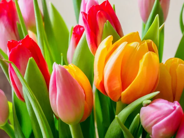 Tulipán. Krásnou kytici tulipánů — Stock fotografie