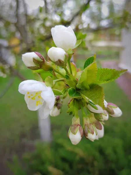 Kirschblüten Nahaufnahme — Stockfoto